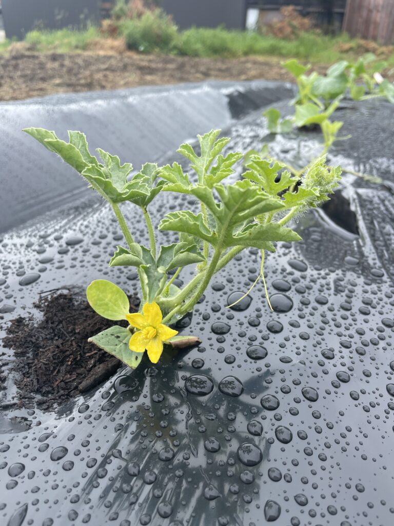 【スイカに花が咲きました^^】by営業部長