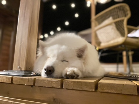 【スタッフの知人とかわいい寝顔のサモエドちゃん🐶】by営業部長