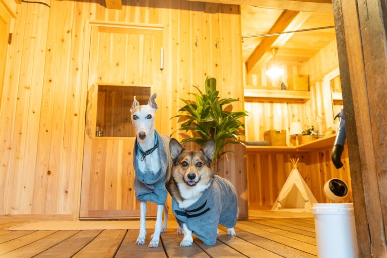 【今回泊まりに来てくれたのはウィペットとコーギー🐕】by営業部長