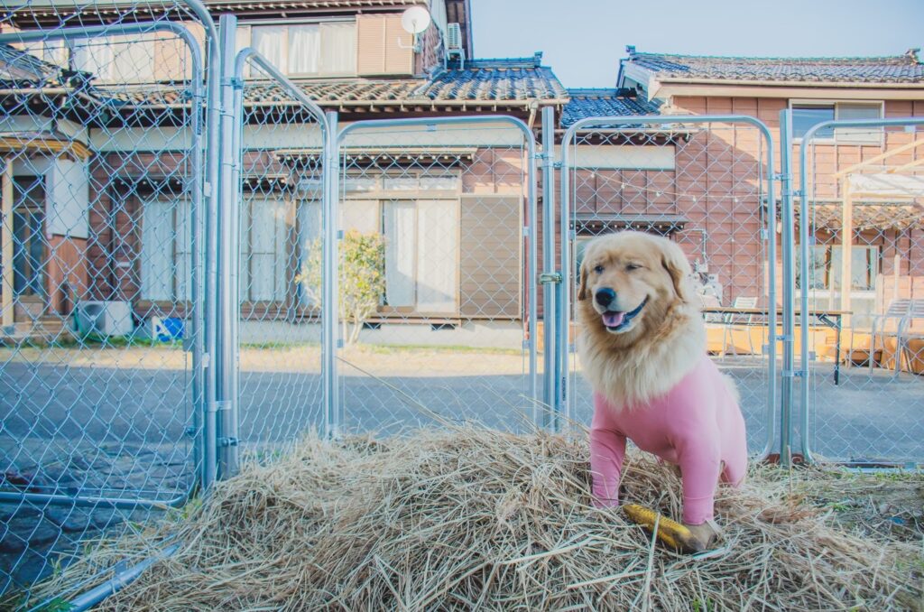 【民泊運営における、オススメペット防災グッズ10選🐕】by営業部長