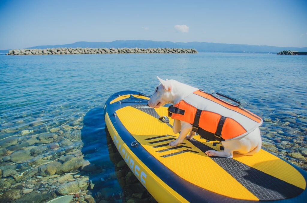 【愛犬と一緒にSUP体験！夏を楽しむためにお早めのご準備を👍】by営業部長