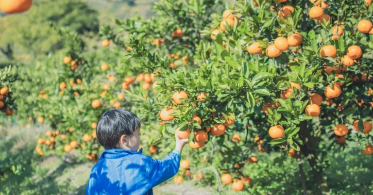 🍊美味しいみかんの”収穫体験”プラン登場！